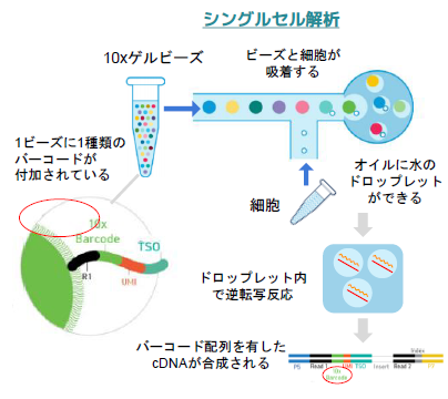【キャンペーン実施】シングルセル解析受託開始