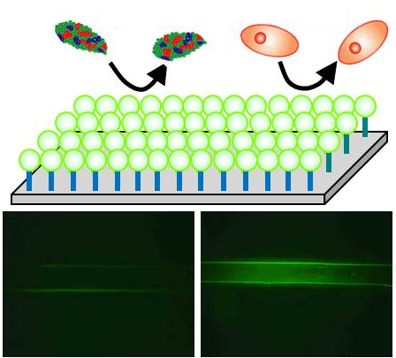 検出デバイス　マイクロチップイムノアッセイ