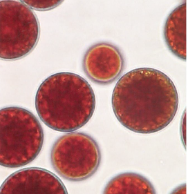 原材料『アスタキサンチン』