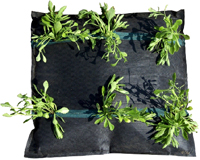 常緑キリンソウ 袋方式