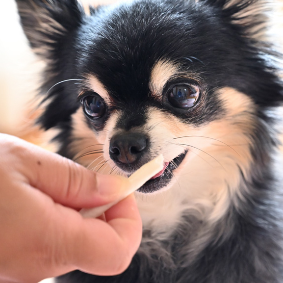 表面処理事例 犬用おもちゃの成形金型の改善事例