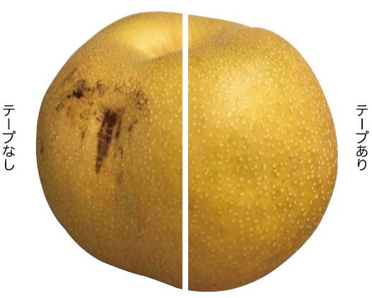 なし まもる テープ