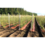Red-brown temperature-increasing agricultural mulch film - Warm Mulch