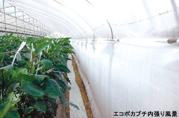 【養液栽培向け】ハウス用省エネ・保温資材　エコポカプチ