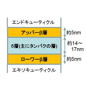 【分析事例】毛髪断面の微細構造(S)TEM分析