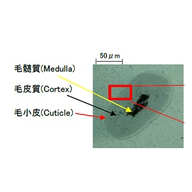 【分析事例】キューティクルのイメージング