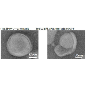 【分析事例】ネガティブ染色による(S)TEM観察
