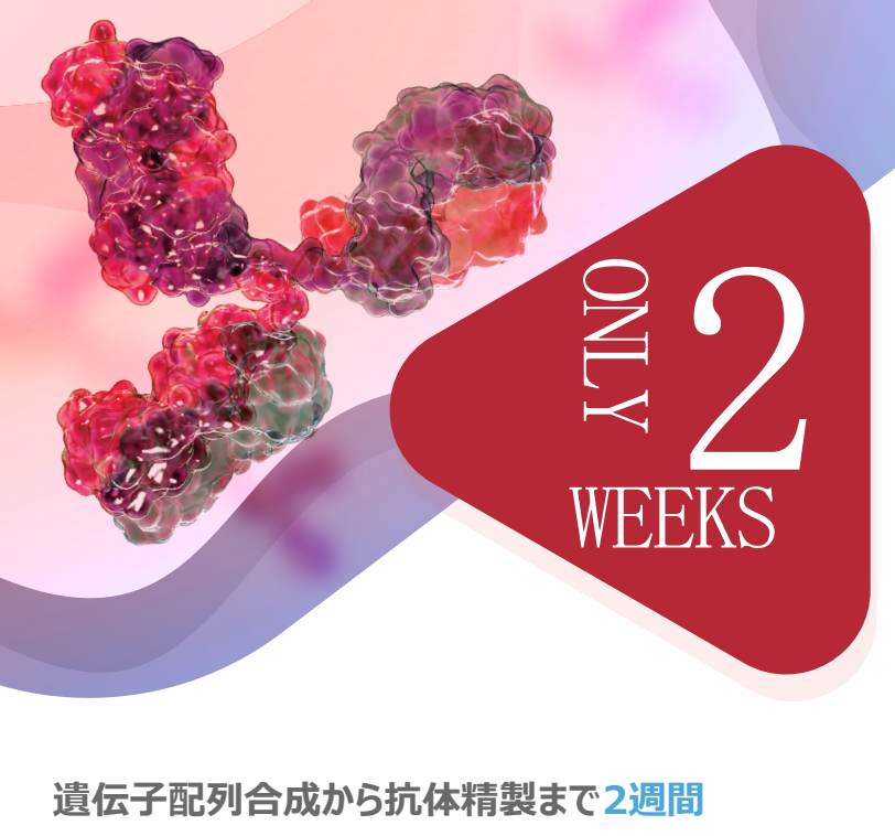 リコンビナント抗体作製サービス