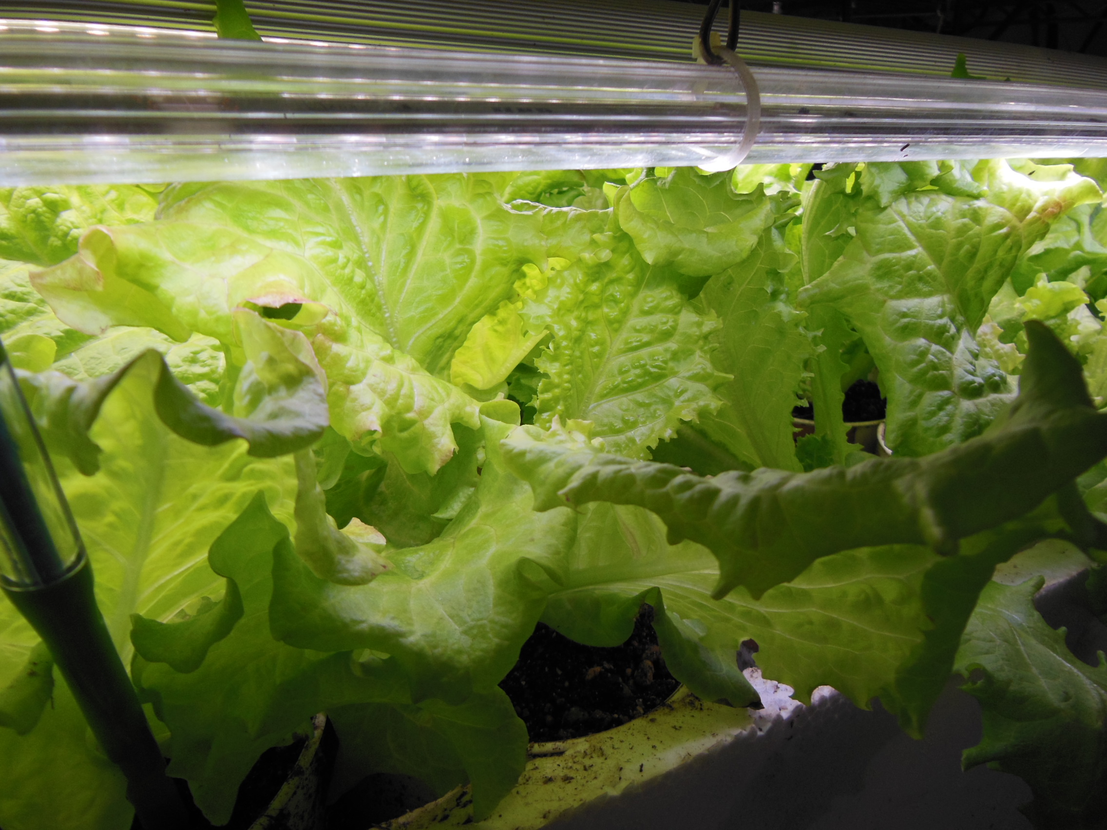 土耕式人工野菜栽培法