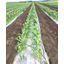 Agricultural biodegradable mulch film Ecoroam FC