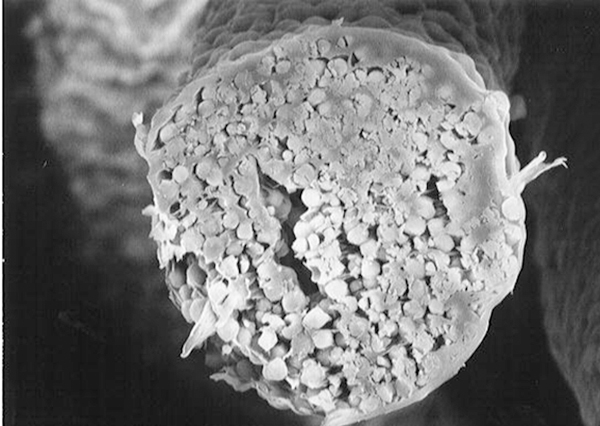 抗菌、消臭、抗ウイルスなどの高機能パルプ『セルガイア』