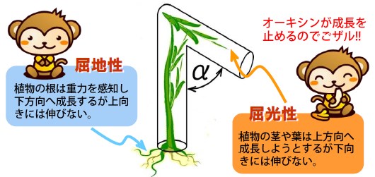 「防草カッター工法」のご案内