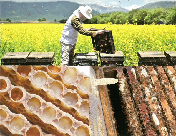 ジャパンローヤルゼリー株式会社 会社案内