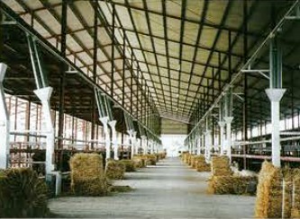 牛舎用自動給餌システム