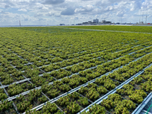 低価格・高品質の屋上緑化！物流施設、ロジの緑化でSDGs！