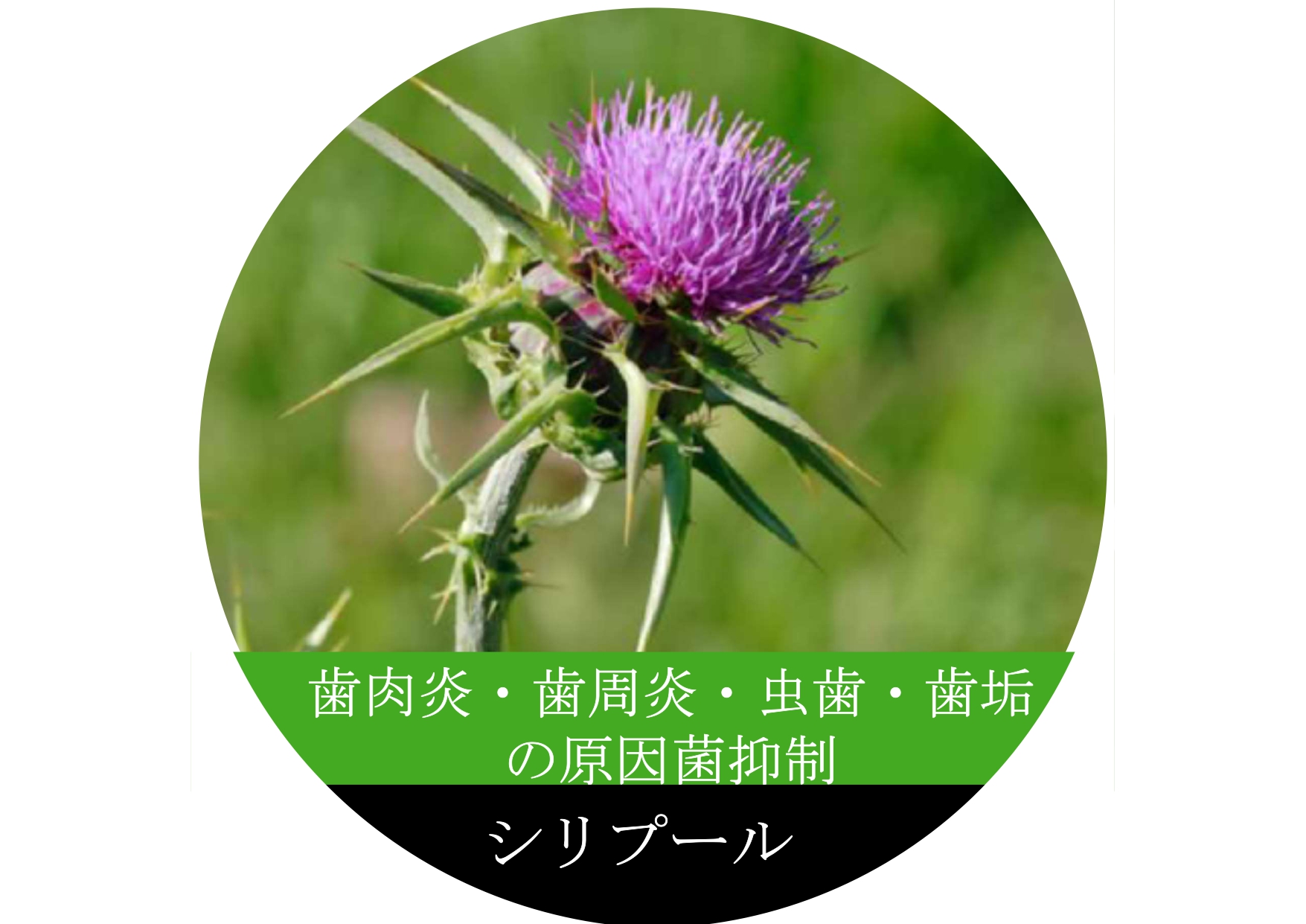 化粧品原料(口腔内ケア原料)　シリマリン含有オオアザミ種子エキス