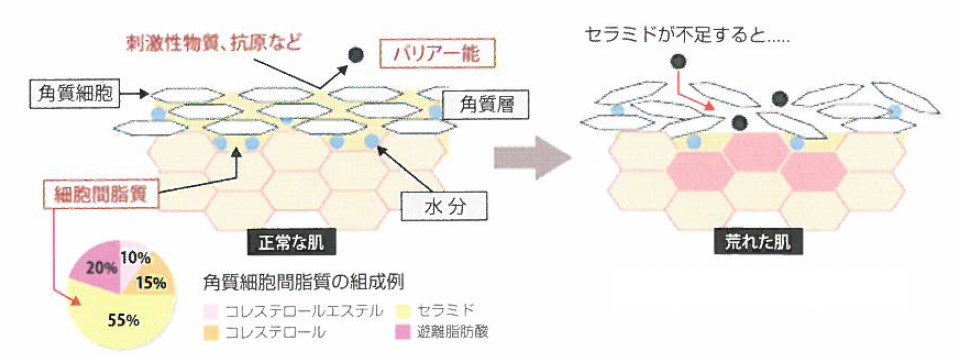 機能性フィールド　『セラミド』