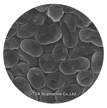 機能性表示食品『うるつや乳酸菌(LL菌末トーア)』