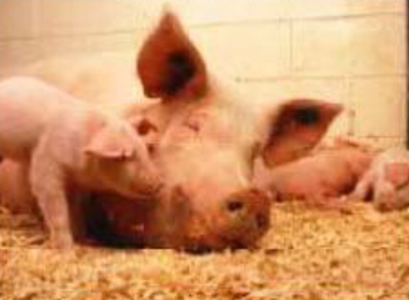 【活用事例】　養豚