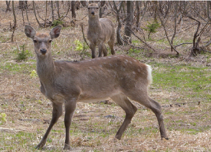 原料『エゾ鹿ペプチドパウダー』