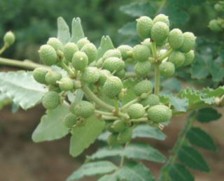 山椒エマルジョン『カネショール』