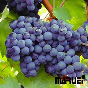 ブドウ種子エキス末（健康食品素材）