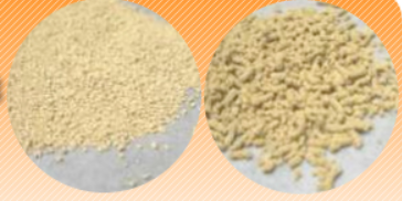 麹菌培養エキス末『Kojiesse(TM)』