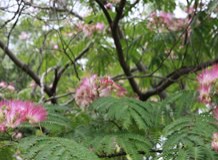 ネムノキ樹皮抽出物『ネムノス』【睡眠の質を上げる健康食品素材】