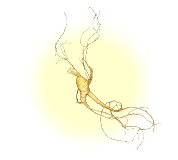百歳山参(R) ー ひゃくさいさんさむ ー