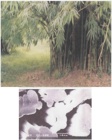 竹から生まれた機能繊維『インドバンブー』