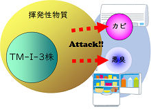 冷温下で抗菌消臭能力を持つ｢TM-I-3株｣