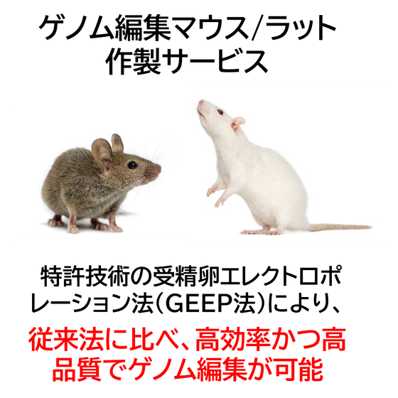 ゲノム編集マウス.png