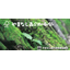 [Catalog] Paper "Yamanashi Forest Printing Paper" (Digest Edition)