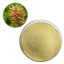 Pine pollen extract powder, a health food ingredient containing natural amino acids and vitamins.