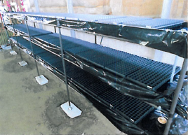 栽培キット『水耕にんにく栽培キット』