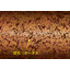 Oil-impregnated bearing material "No.1-H"