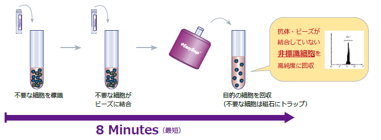 細胞分離マグネット　細胞分離　ネガティブソーティング ポジティブソーティング R&D systems社 CD4+CD25+ 制御性T細胞単離試薬(MagCellect™ CD4+