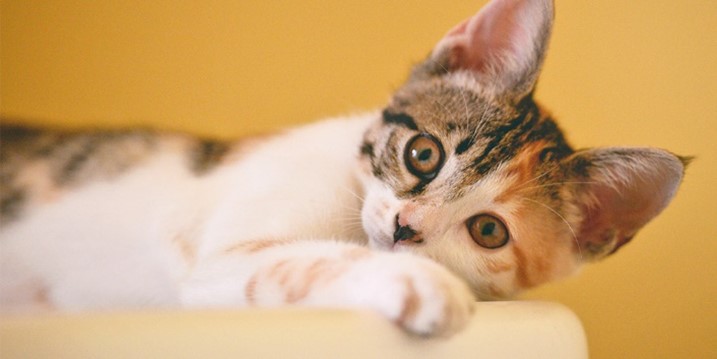 【技術募集】猫用トイレの脱臭装置に使える新しい技術を探しています