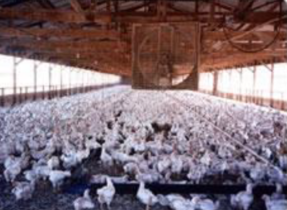 【活用事例】鶏舎