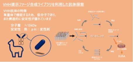 VHH抗体スクリーニングサービス