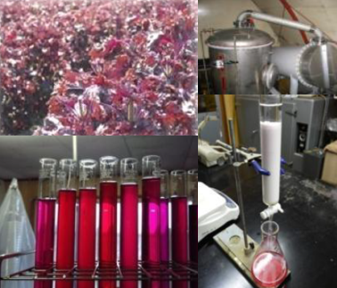 植物性色素/エキスの製造