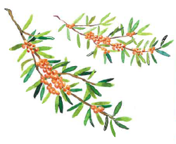 シーベリー果実オイル／シーベリー果汁パウダー