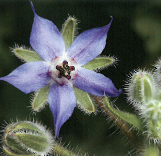 種子オイル『ボラージオイル』