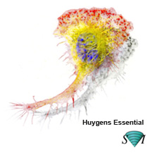 デコンボリューションソフト　Huygens Essential