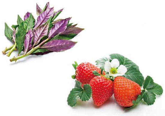 バイオ素材 「天然由来の機能性素材」