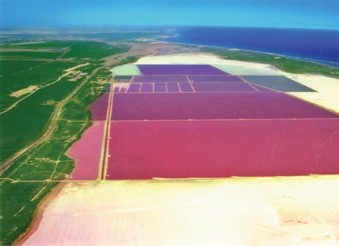 【機能性表示食品対応】デュナリエラカロテン