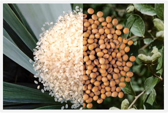 機能性食品原料 オリジナル原料『SENSEPUR』