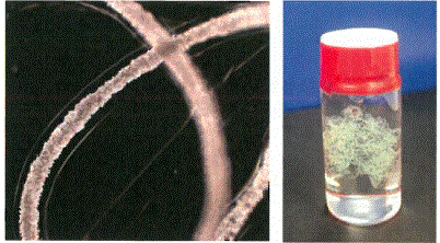 細胞と細胞外マトリクスからなる、ひも状の組織『細胞ファイバ』