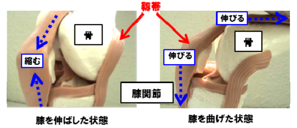 【エラスチン】膝痛軽減作用