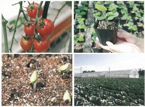 トヨタネ株式会社　会社案内